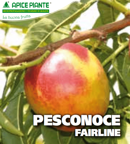 Pesconoce Fairlane - v. 20 cm - Apice Piante