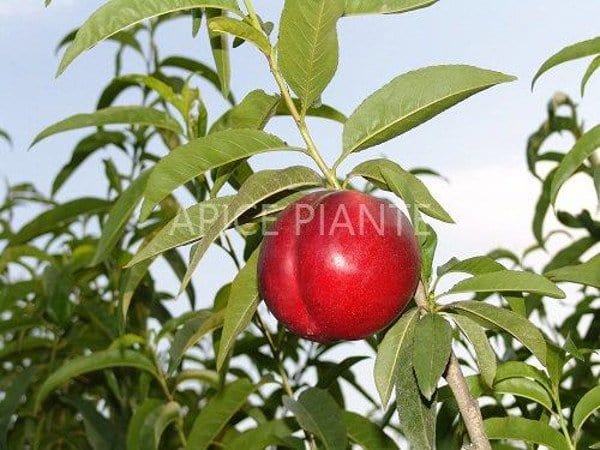 Pesconoce Firebrite - v. 20 cm - Apice Piante