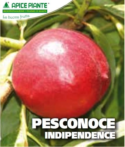 Pesconoce Indipendence - v. 20 cm - Apice Piante