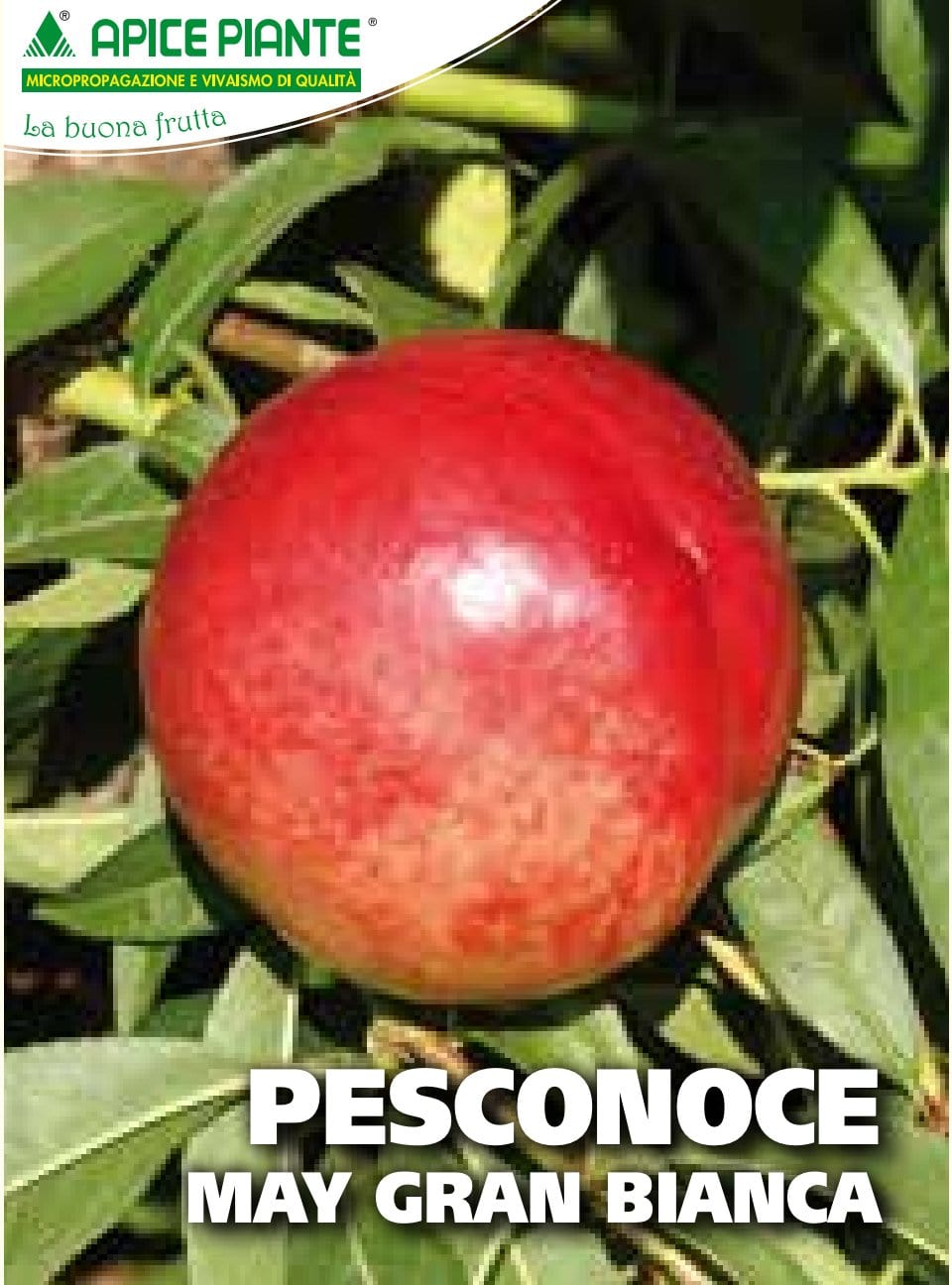 Pesconoce May Grand Bianca - v. 20 cm - Apice Piante