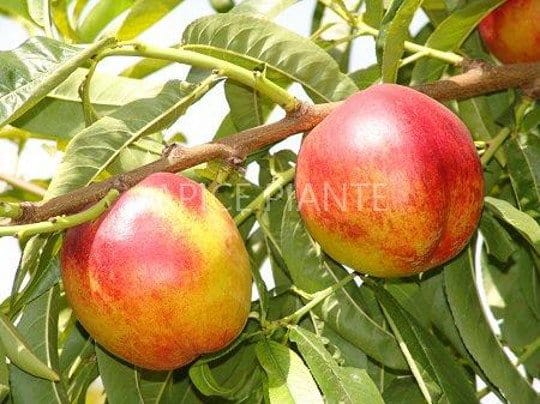 Pesconoce Nano - v. 24 cm - Apice Piante