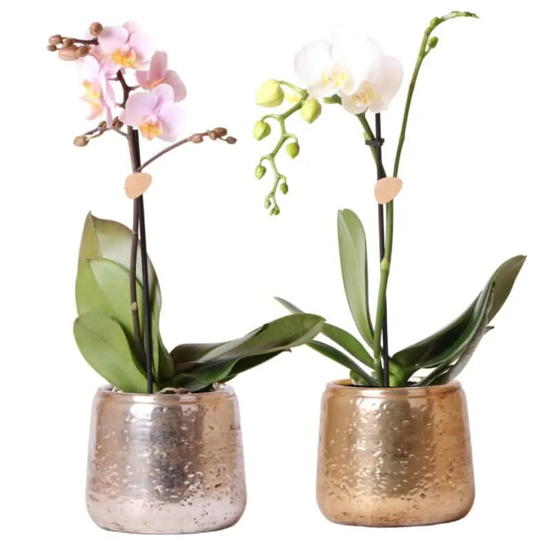 Phalaenopsis Kolibri in Luxury Pot