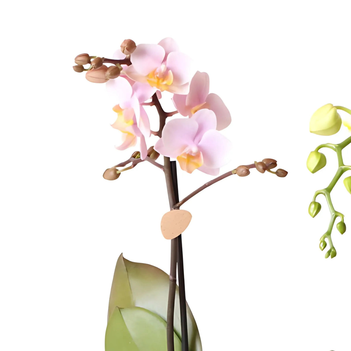 Phalaenopsis Kolibri in Luxury Pot