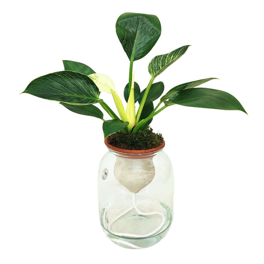 Philodendron Birkin – Idrocoltura con Cono in Terracotta