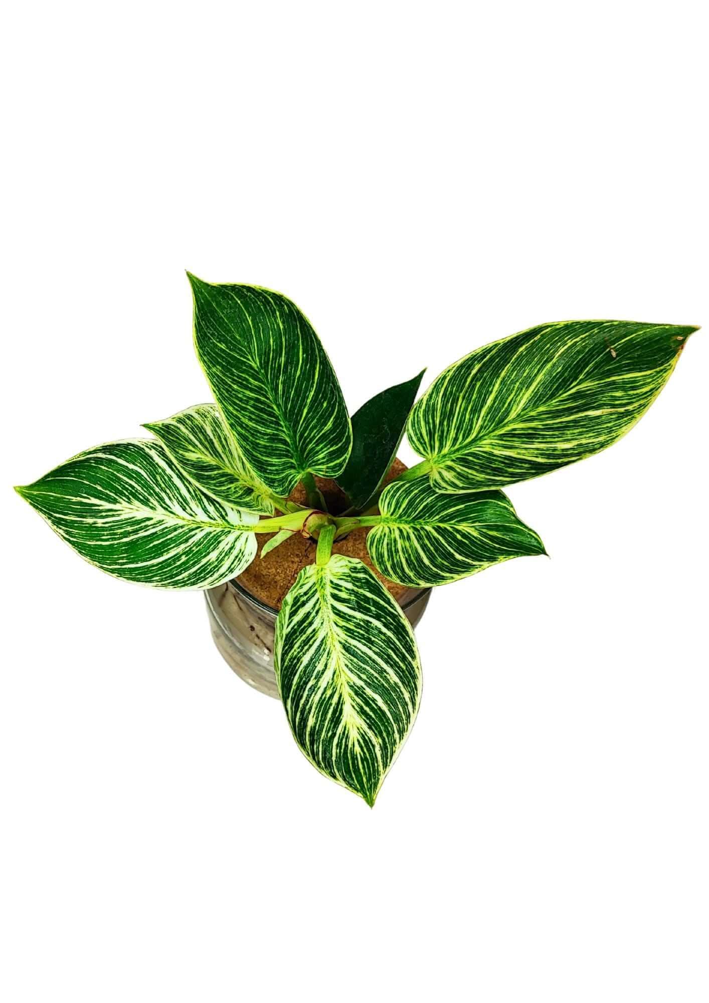 Philodendron Birkin in Idrocoltura