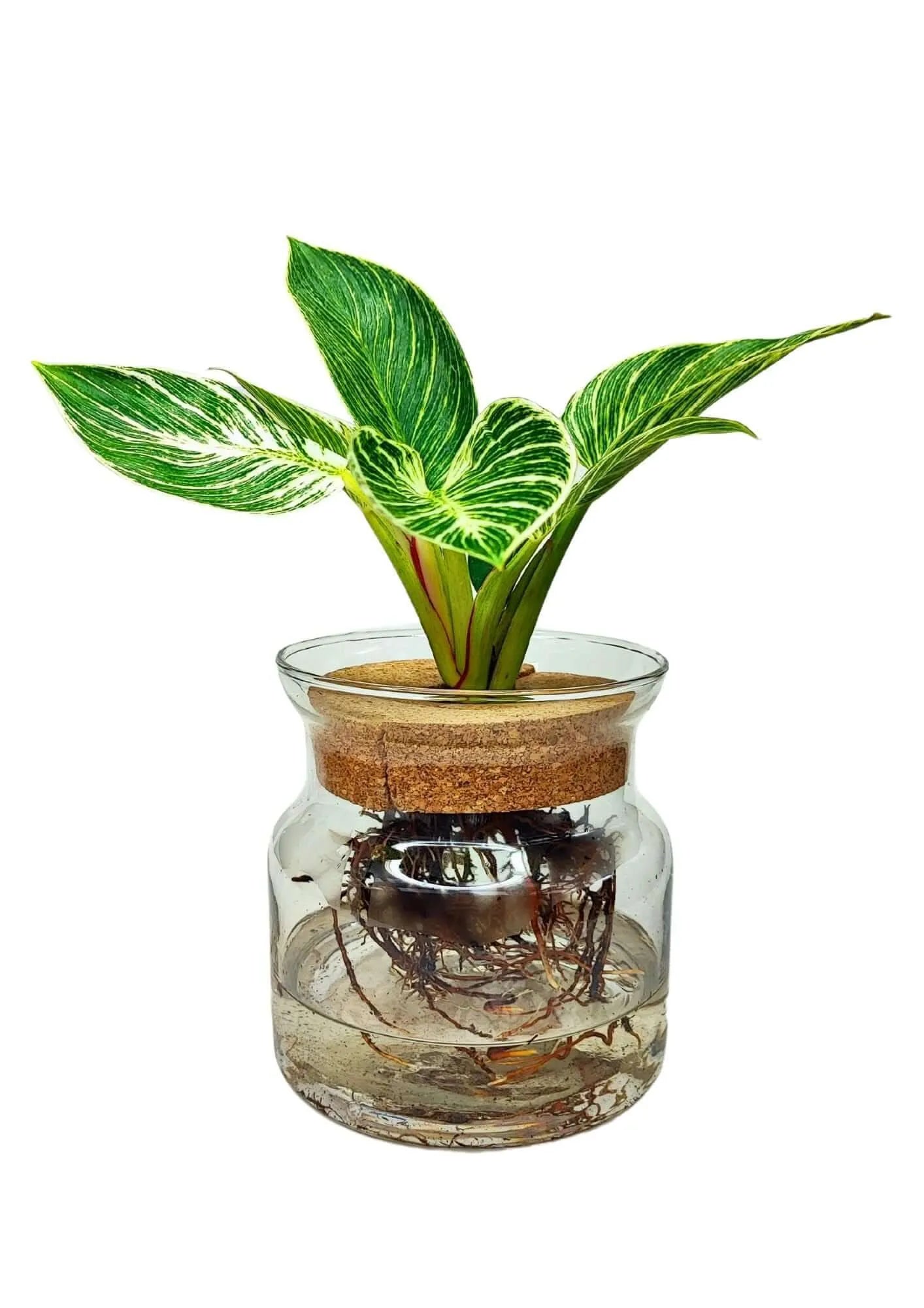 Philodendron Birkin in Idrocoltura