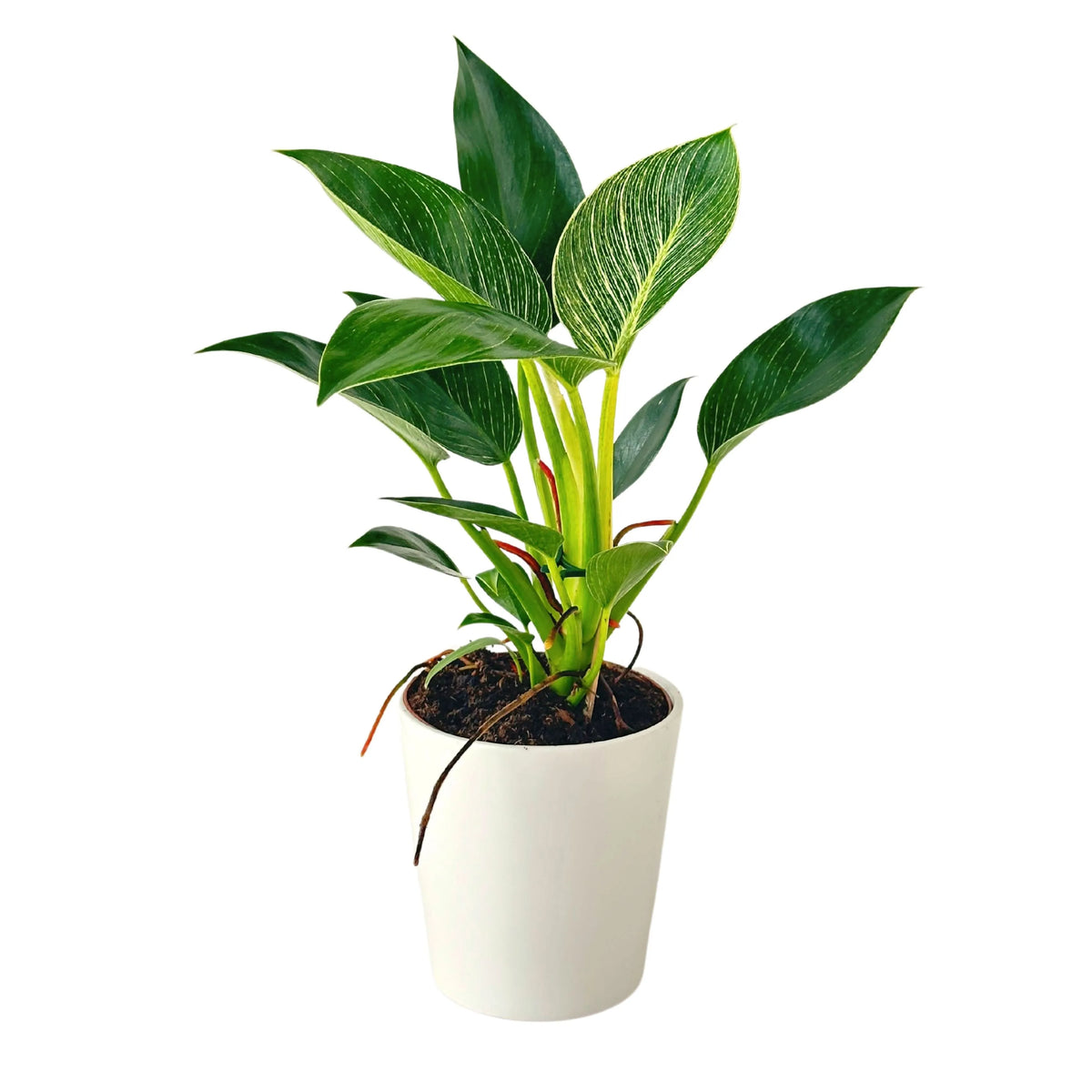 Philodendron Birkin