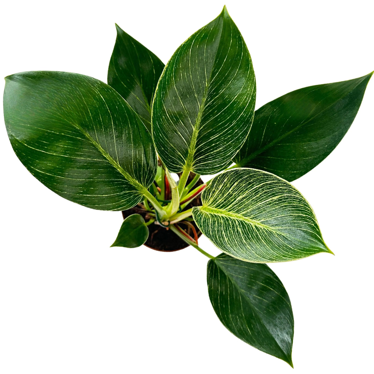 Philodendron Birkin