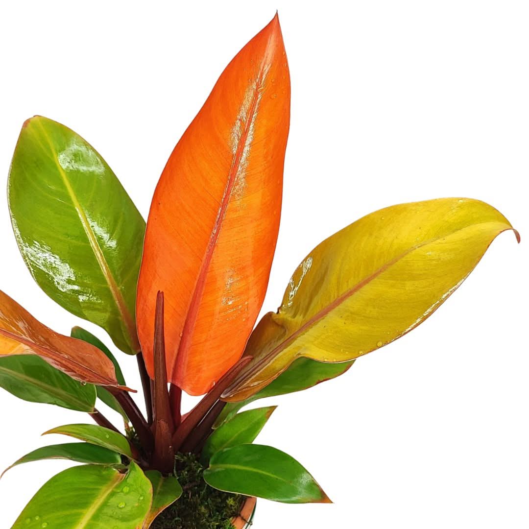 Philodendron Orange – Idrocoltura con Cono in Terracotta