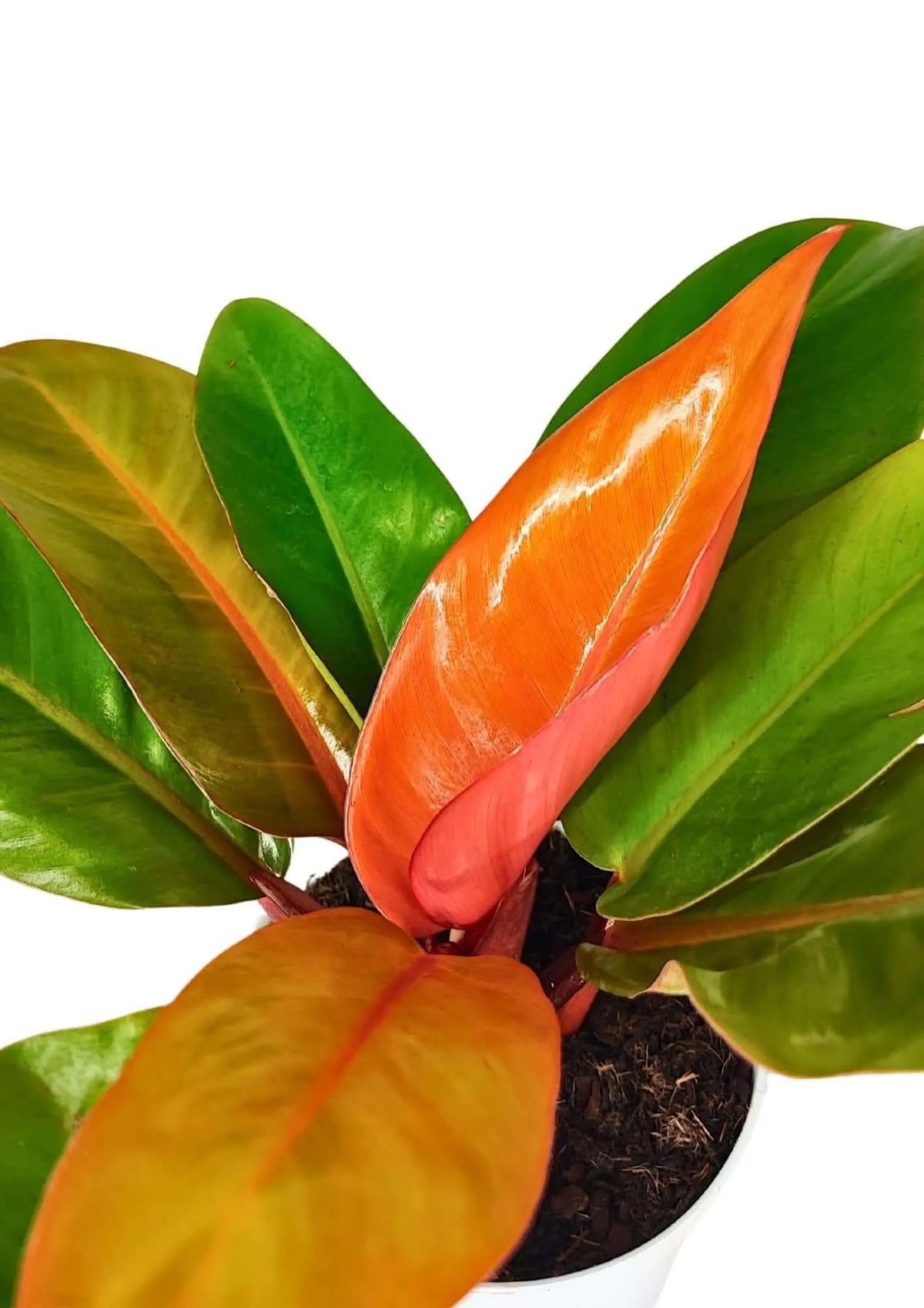 Philodendron Prince Orange