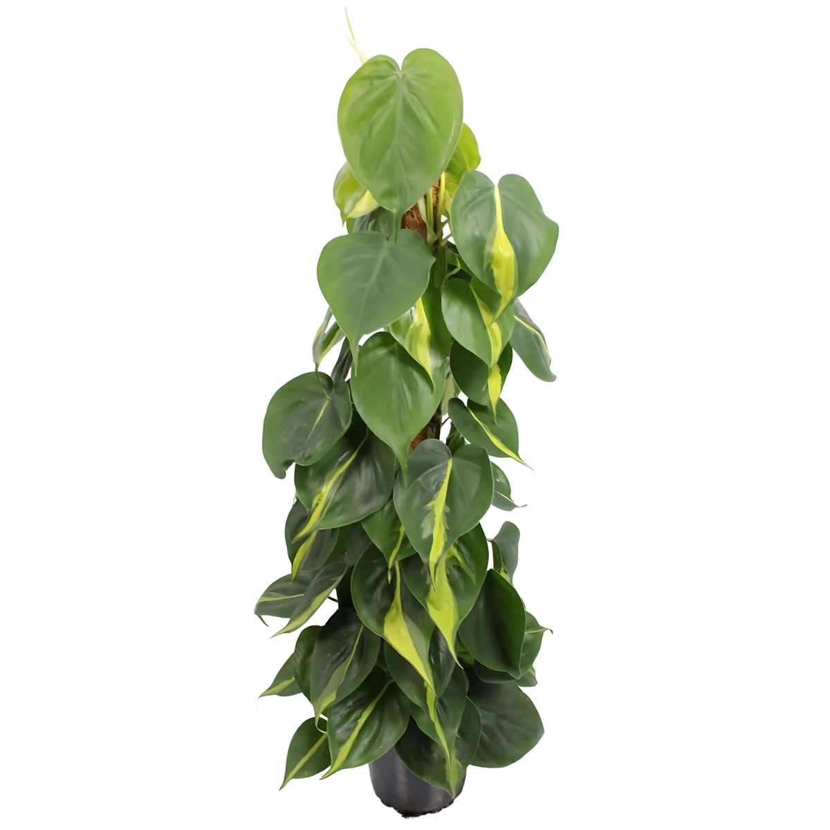Philodendron scandens 'Brasil' altezza pianta 80 cm diametro vaso 17 cm