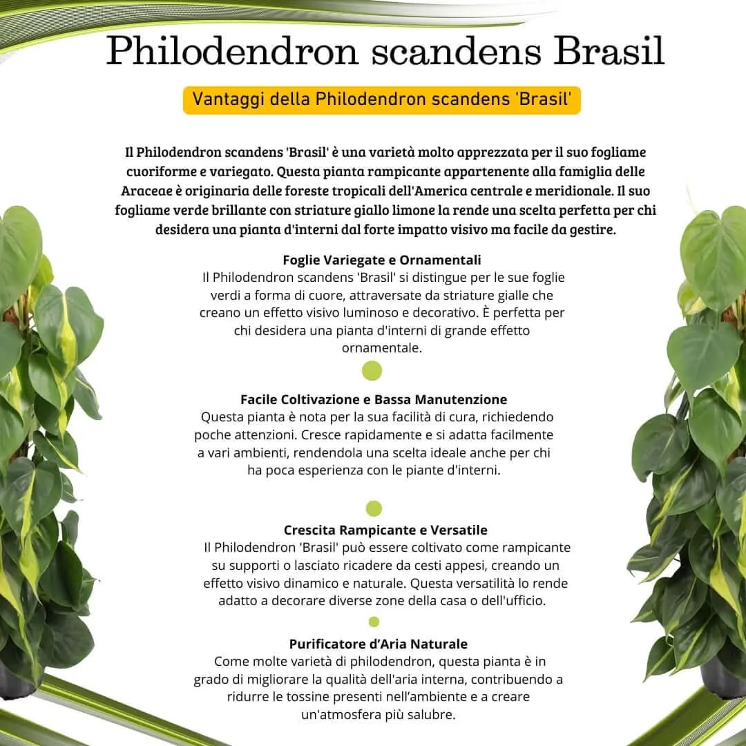Philodendron scandens 'Brasil' altezza pianta 80 cm diametro vaso 17 cm