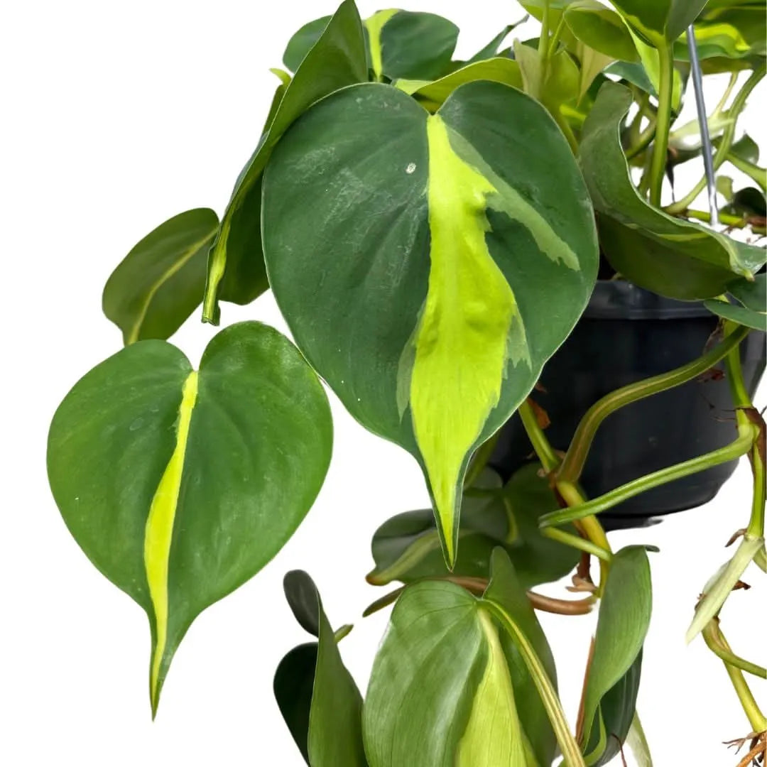 Philodendron Scandens Brasil in vaso basket