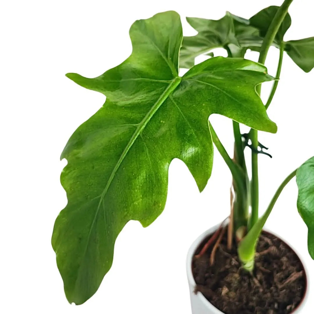 Philodendron selloum