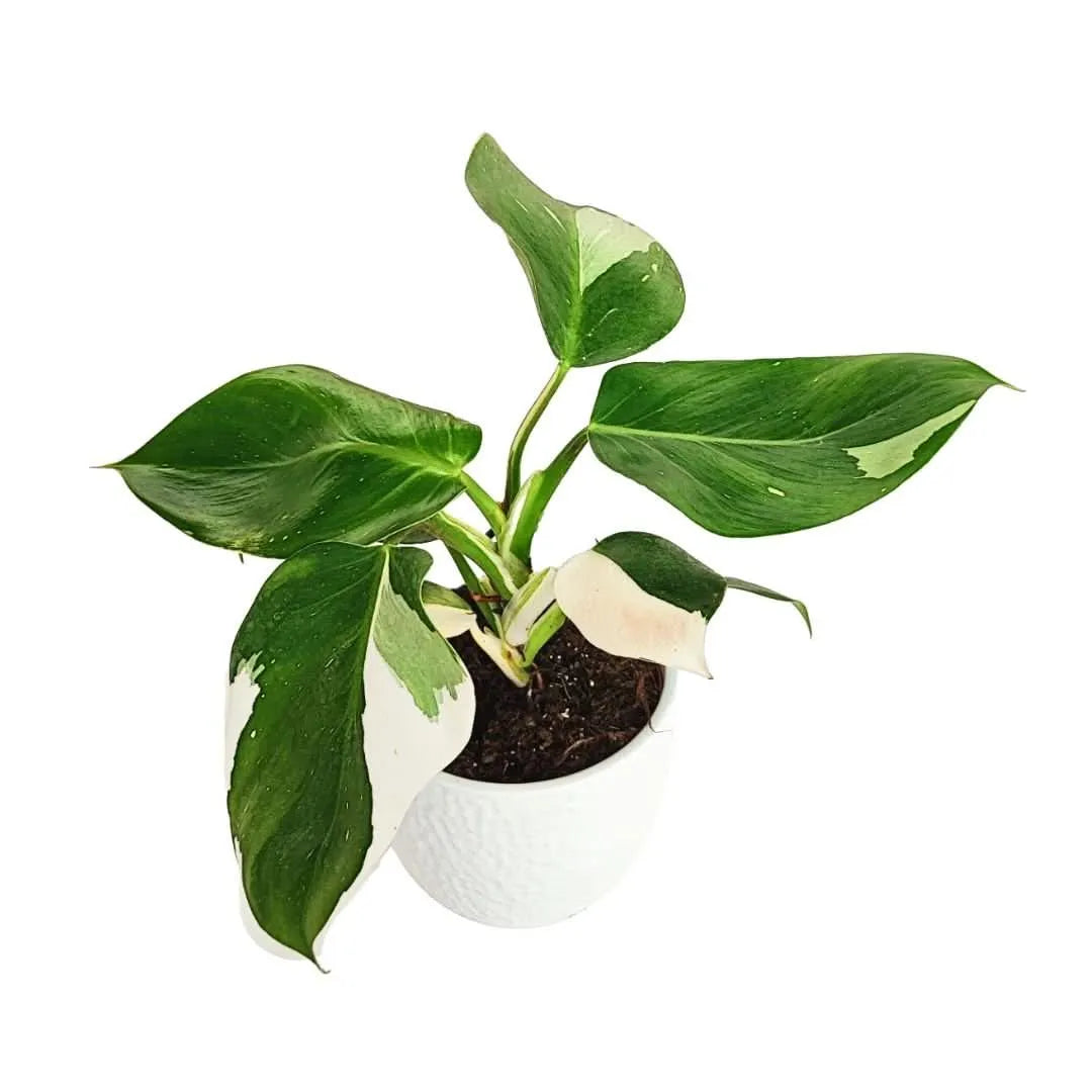 Philodendron Variegato white wave in vaso