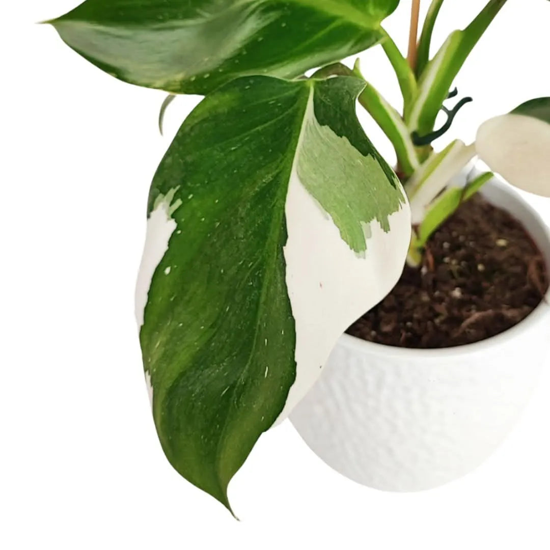 Philodendron Variegato white wave in vaso