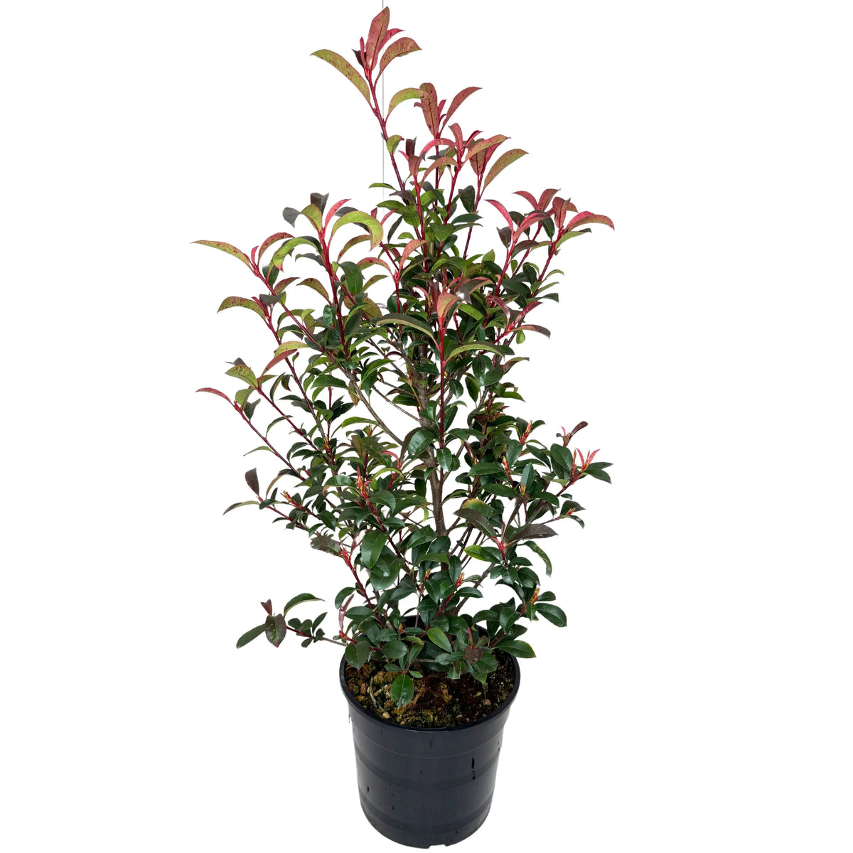Photina Compacta