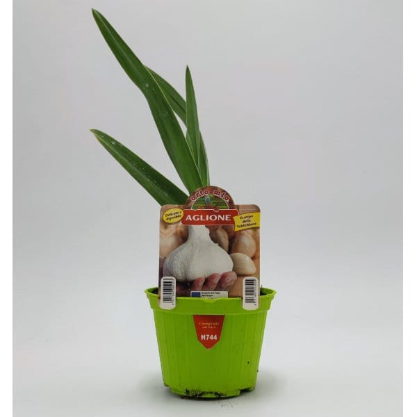 Pianta di Aglione Val di Chiana Elephant Garlic - 1 pianta v.10 cm - Orto Mio