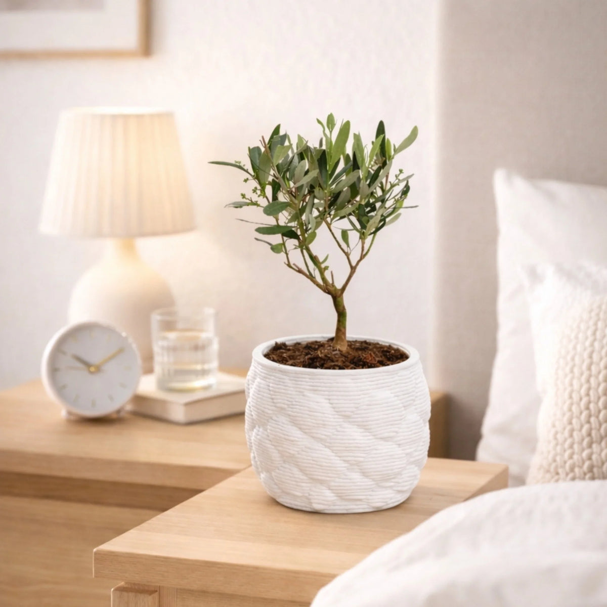 Bonsai di Olivo in vaso artigianale Alba D. 12 H. 30 CM