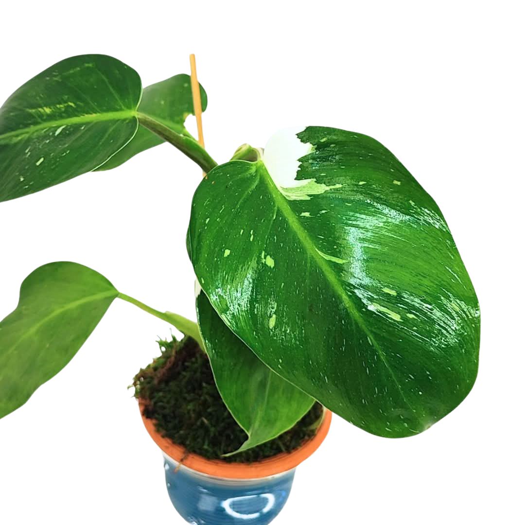 Philodendron White – Idrocoltura con Cono in Terracotta