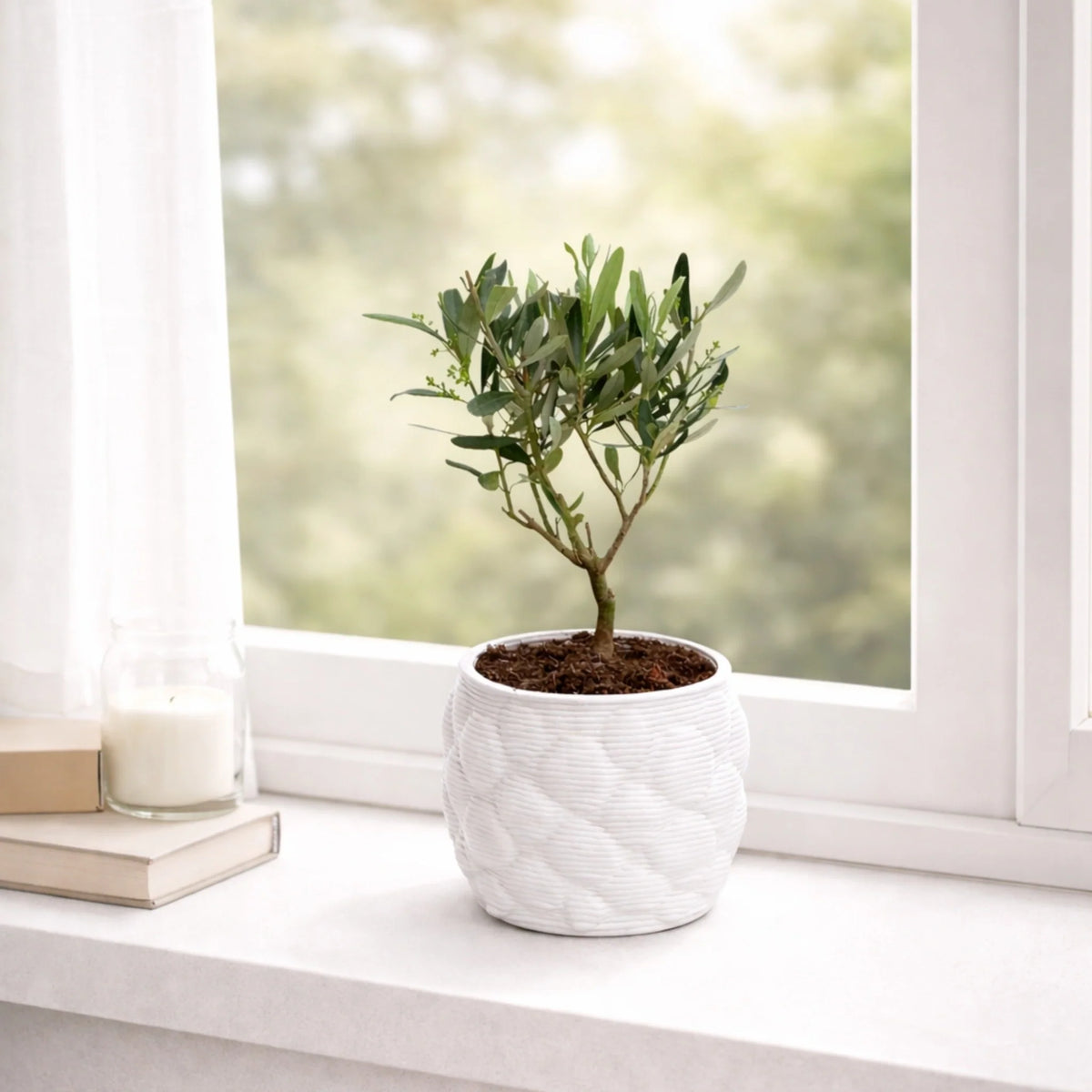 Bonsai di Olivo in vaso artigianale Alba D. 12 H. 30 CM