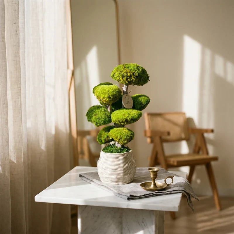Bonsai Kumori 45 cm.  — Muschio Stabilizzato