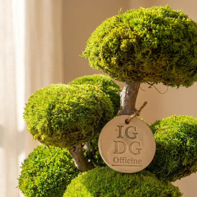 Bonsai Kumori 45 cm.  — Muschio Stabilizzato