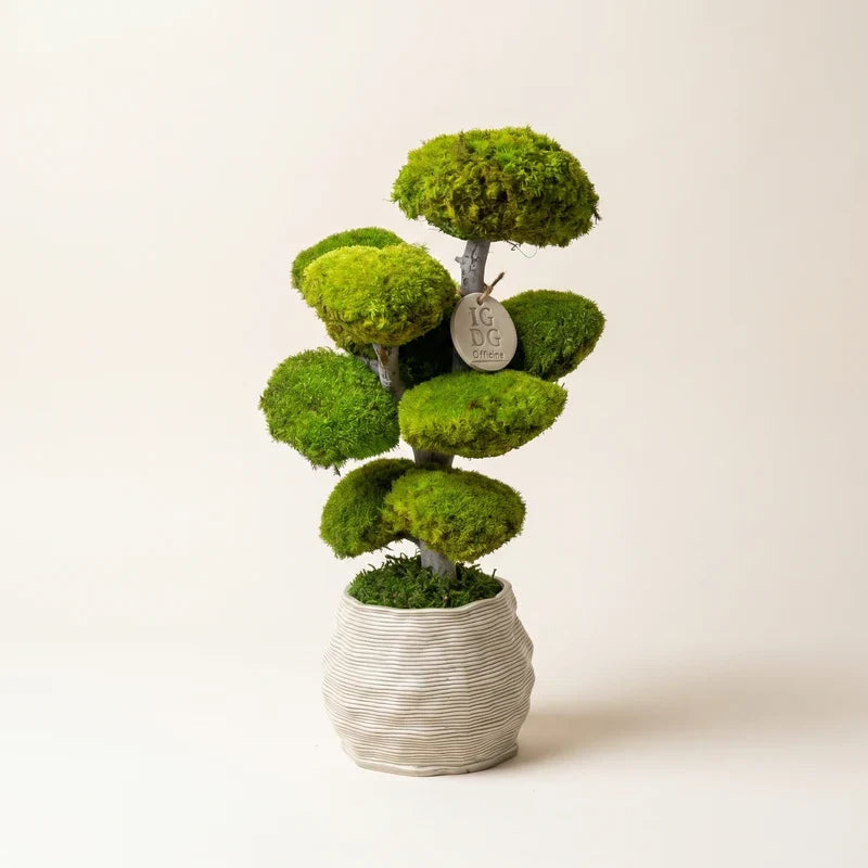 Bonsai Kumori 45 cm.  — Muschio Stabilizzato