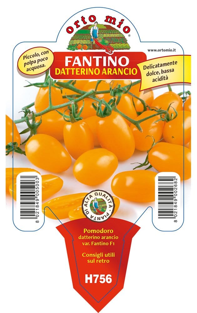 Pomodoro Datterino Arancione Fantino e Orange Sunset F1 - vari formati, anche Innestato