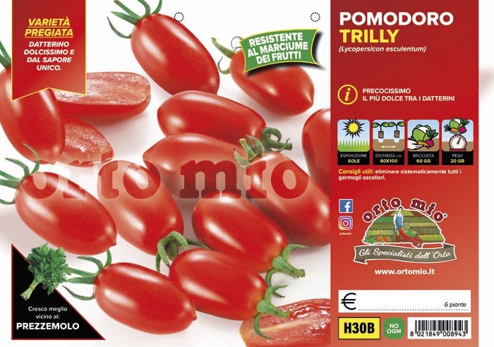 Pomodoro datterino Baby Trilly F1 - 6 piante - Orto Mio