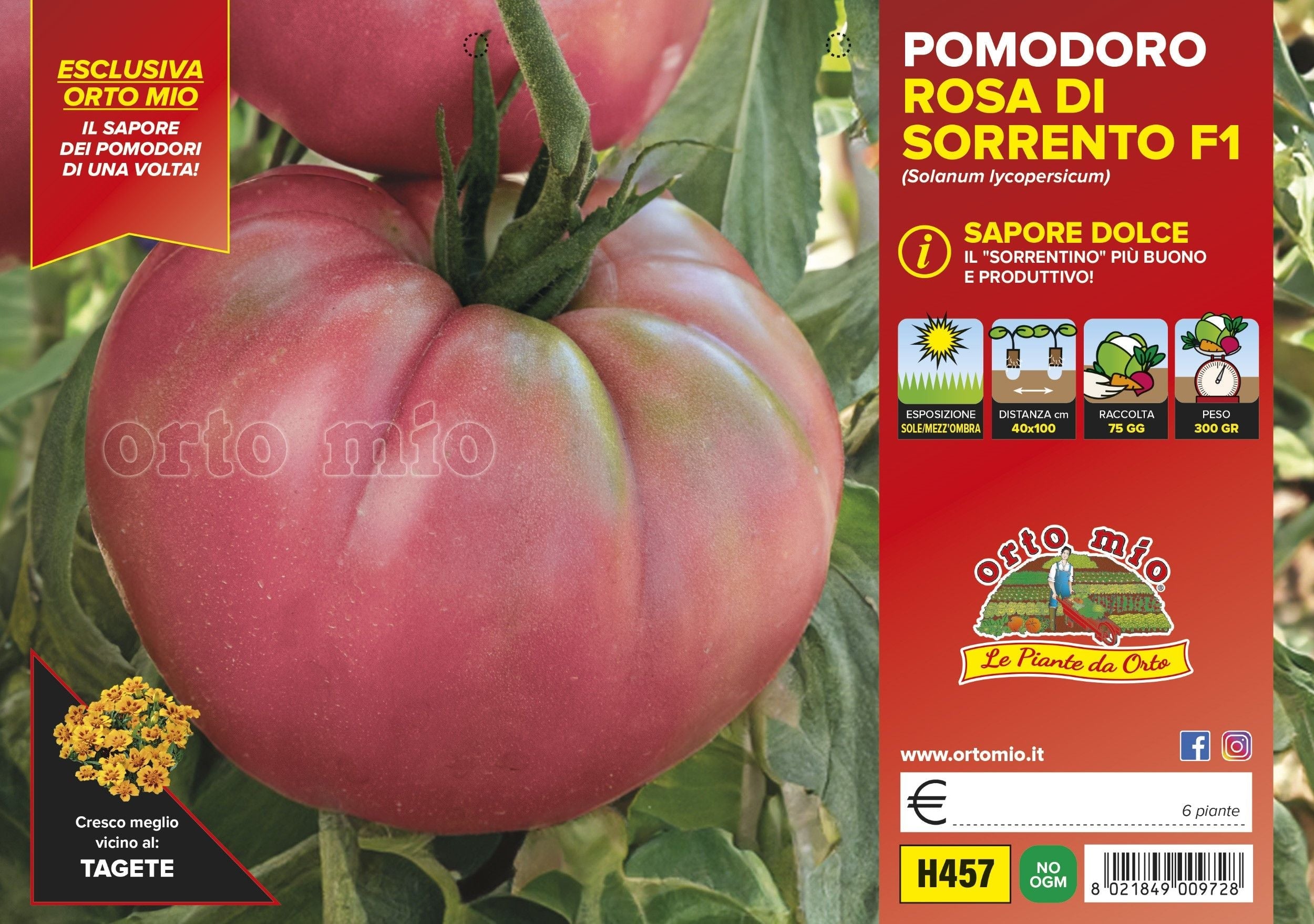 Pomodoro gigante Rosa di Sorrento o Sorrentone Rosalinda F1 - diversi formati