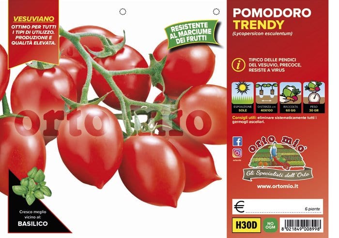 Pomodoro vesuviano Trendy F1 - 6 piante - Orto Mio