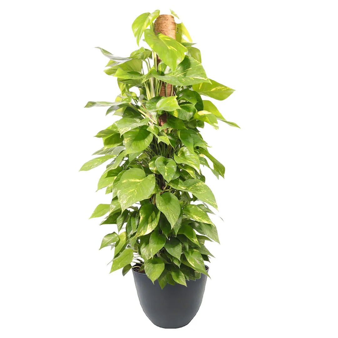 POTHOS (scindapsus spp) Aurea D.19 cm