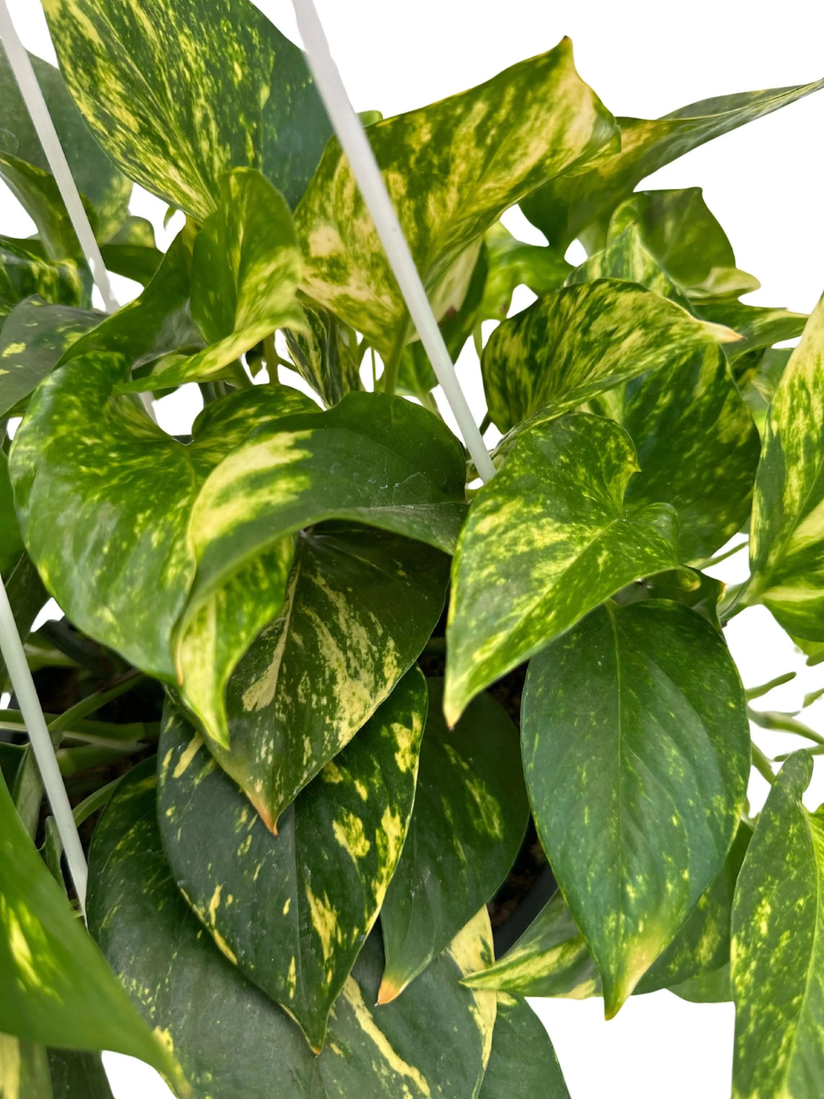 Pothos Scindapsus Aureus