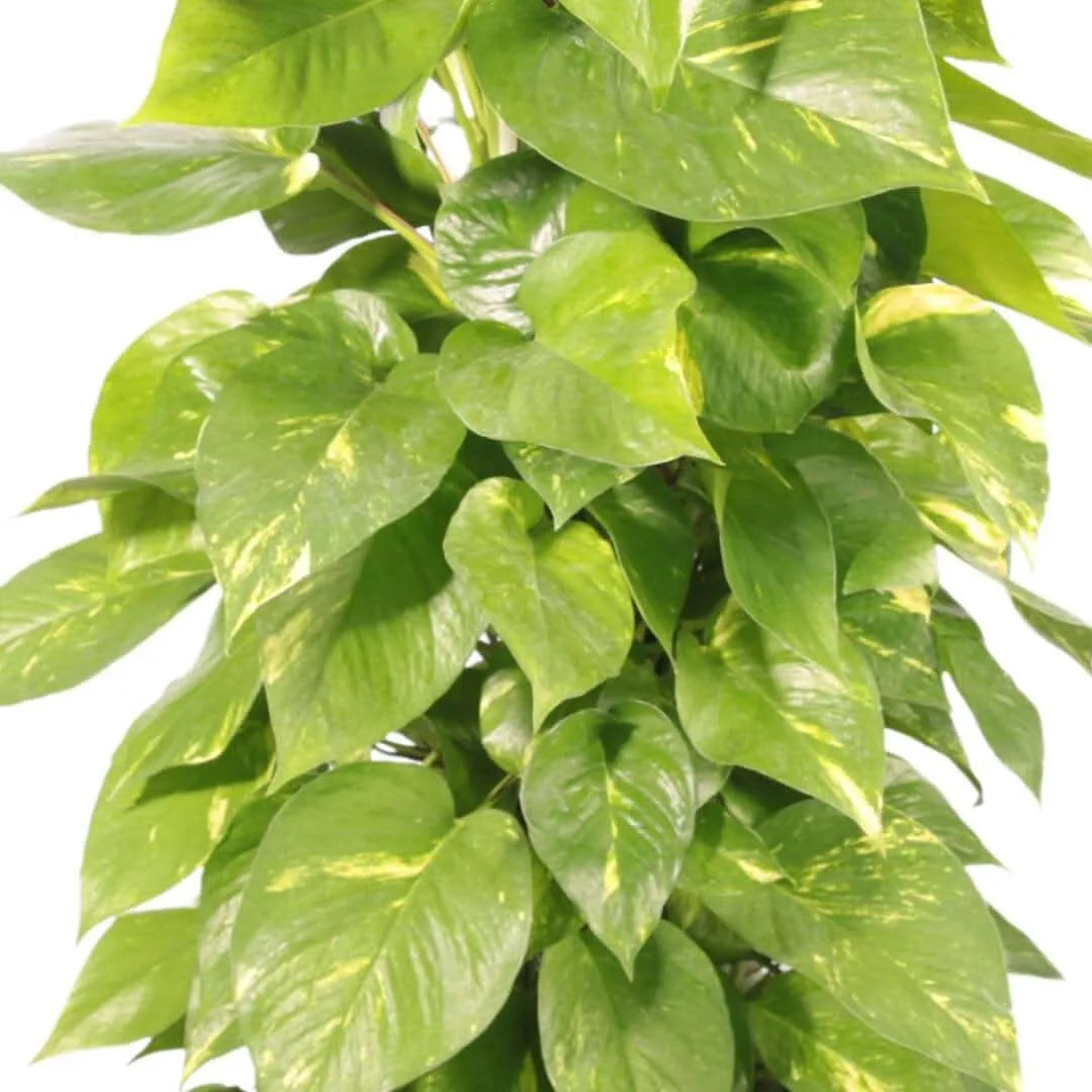 POTHOS (scindapsus spp) Aurea D.19 cm