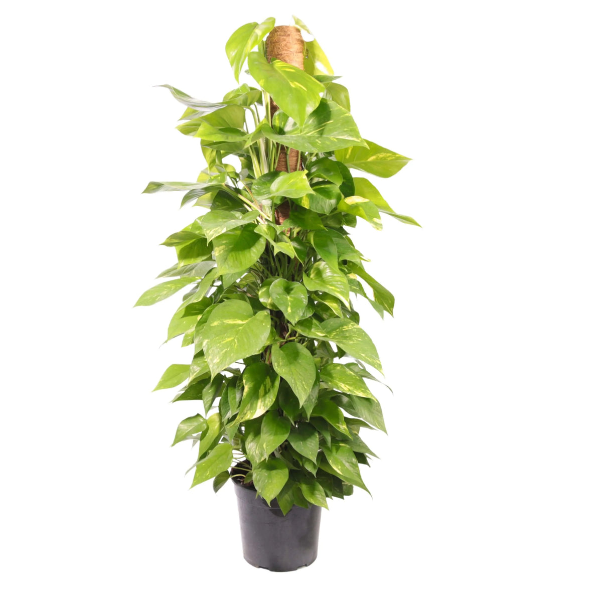 POTHOS (scindapsus spp) Aurea D.19 cm