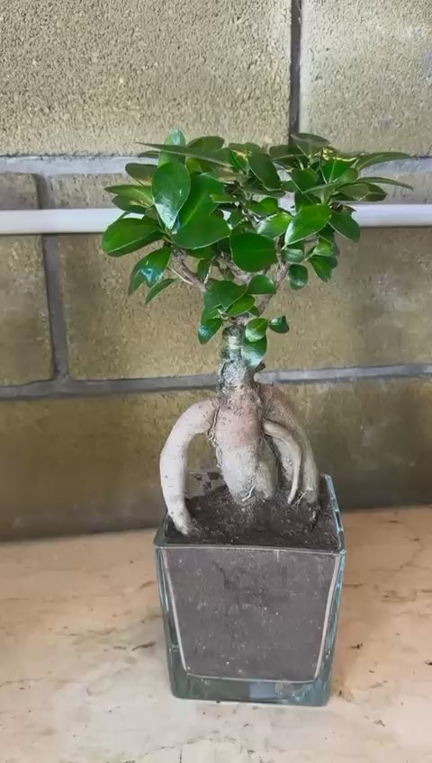 Bonsai Ginseng Ficus Microcarpa vaso Ceramica o Vetro