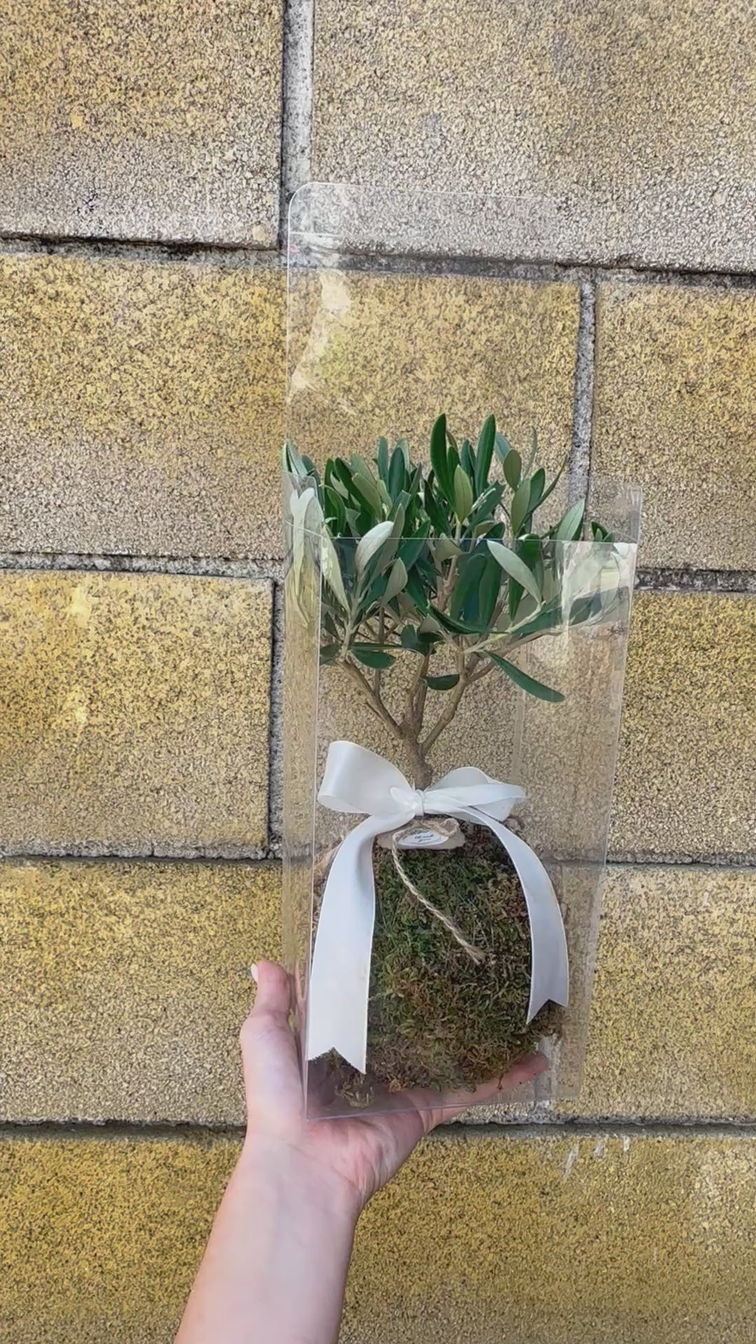 Kokedama di Ulivo - Olea Europea