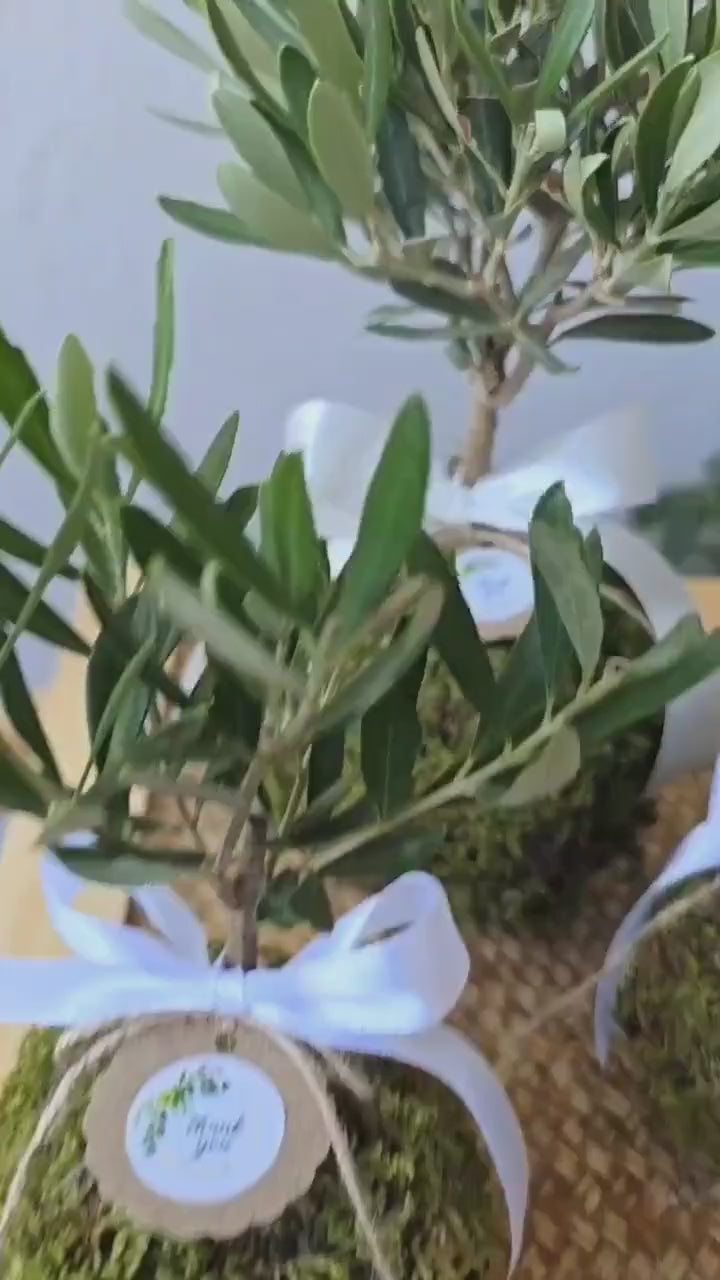 Kokedama di Ulivo - Olea Europea
