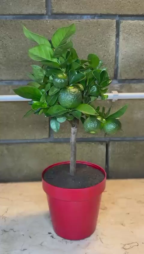 Pianta di Limetta Rossa o PURSHA – Agrume Ornamentale e Fruttifero Prodotto in Sicilia