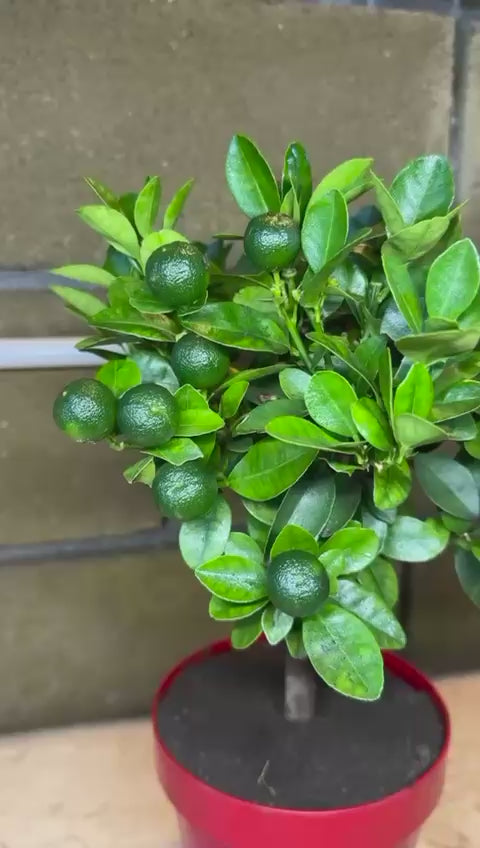 Pianta di Calamondino in Vaso – Agrume Ornamentale e Fruttifero Prodotto in Sicilia
