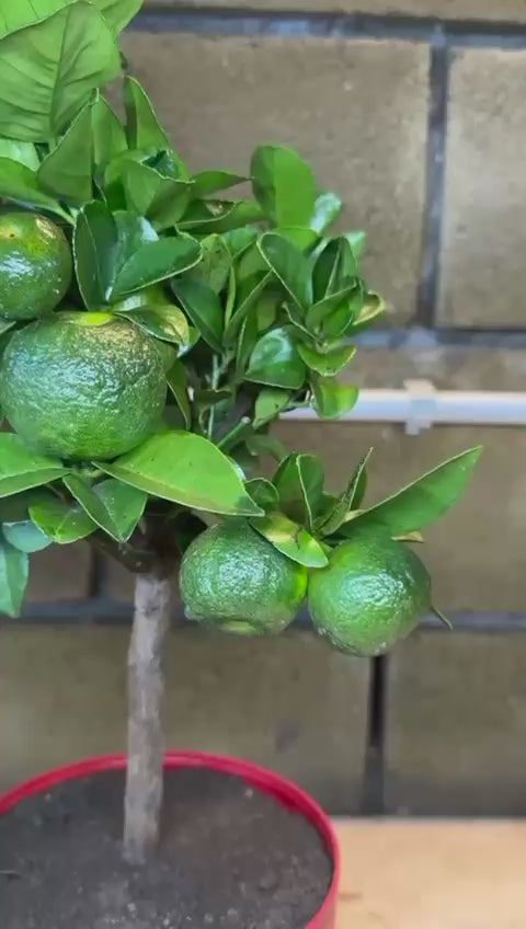 Pianta di Limetta Rossa o PURSHA – Agrume Ornamentale e Fruttifero Prodotto in Sicilia