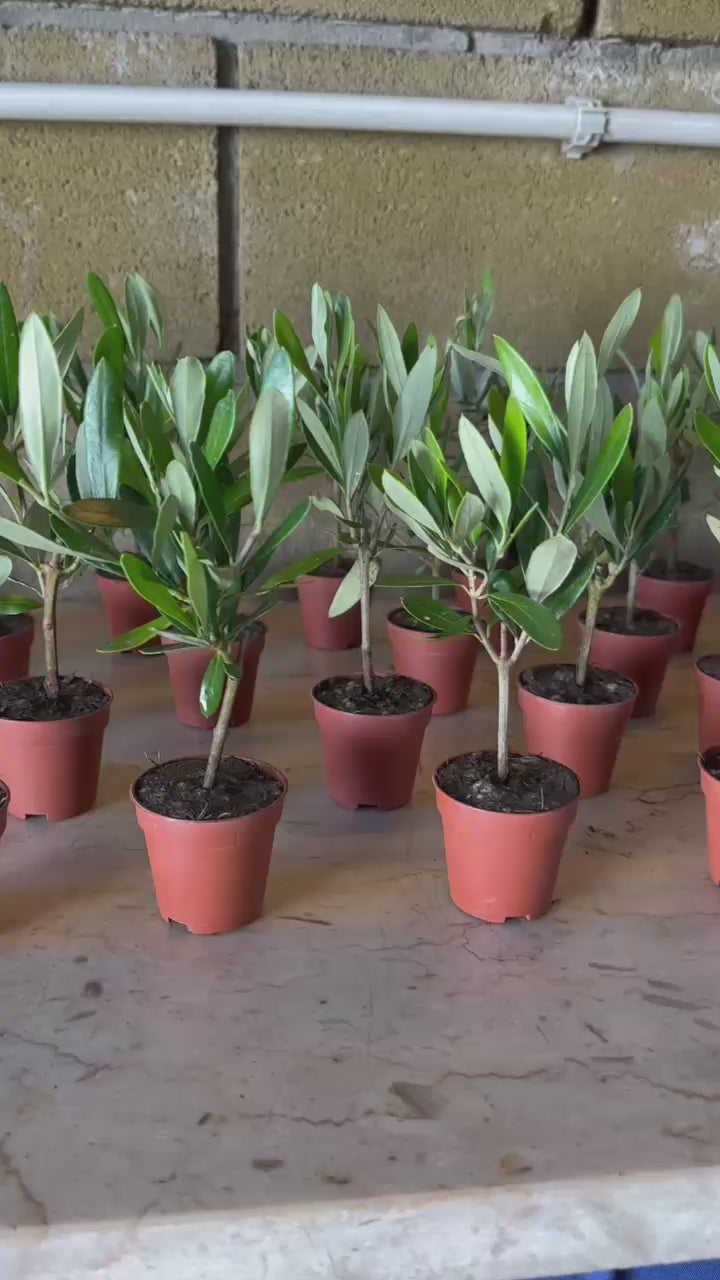 Set mini Piantine bomboniere v5,5cm/v6,5cm simil Bonsai di Ulivo cipressino CERTIFICATE