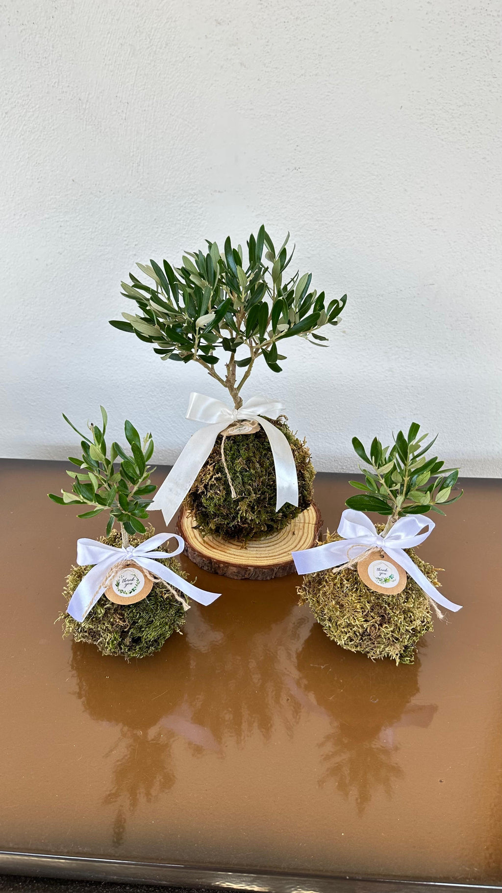 Kokedama di Ulivo - Olea Europea