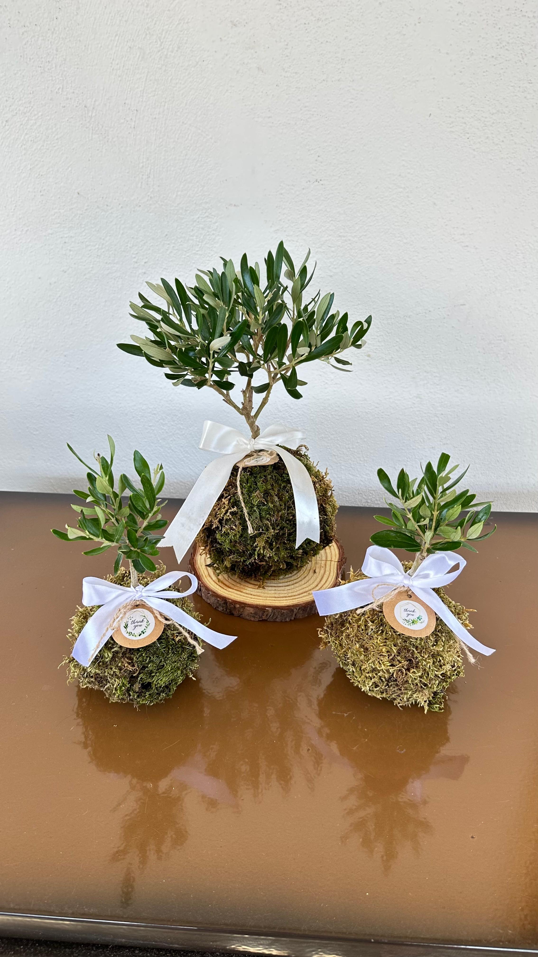 Kokedama di Ulivo - Olea Europea