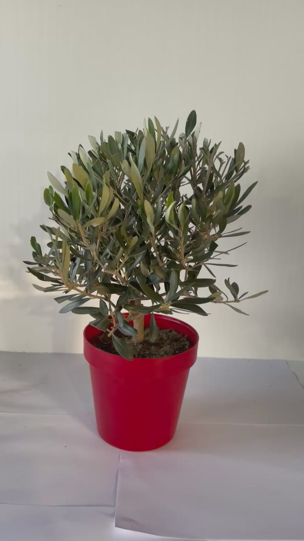 Piantina Bonsai di Ulivo cespuglio - Olea europea cipressino CERTIFICATA