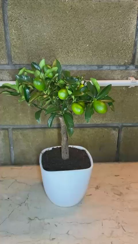 Pianta di Kumquat Fortunella – Agrume Ornamentale e Fruttifero Prodotto in Sicilia