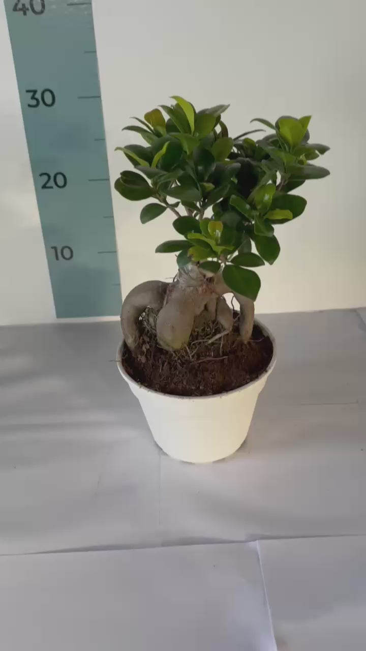 Bonsai Ginseng Ficus Microcarpa