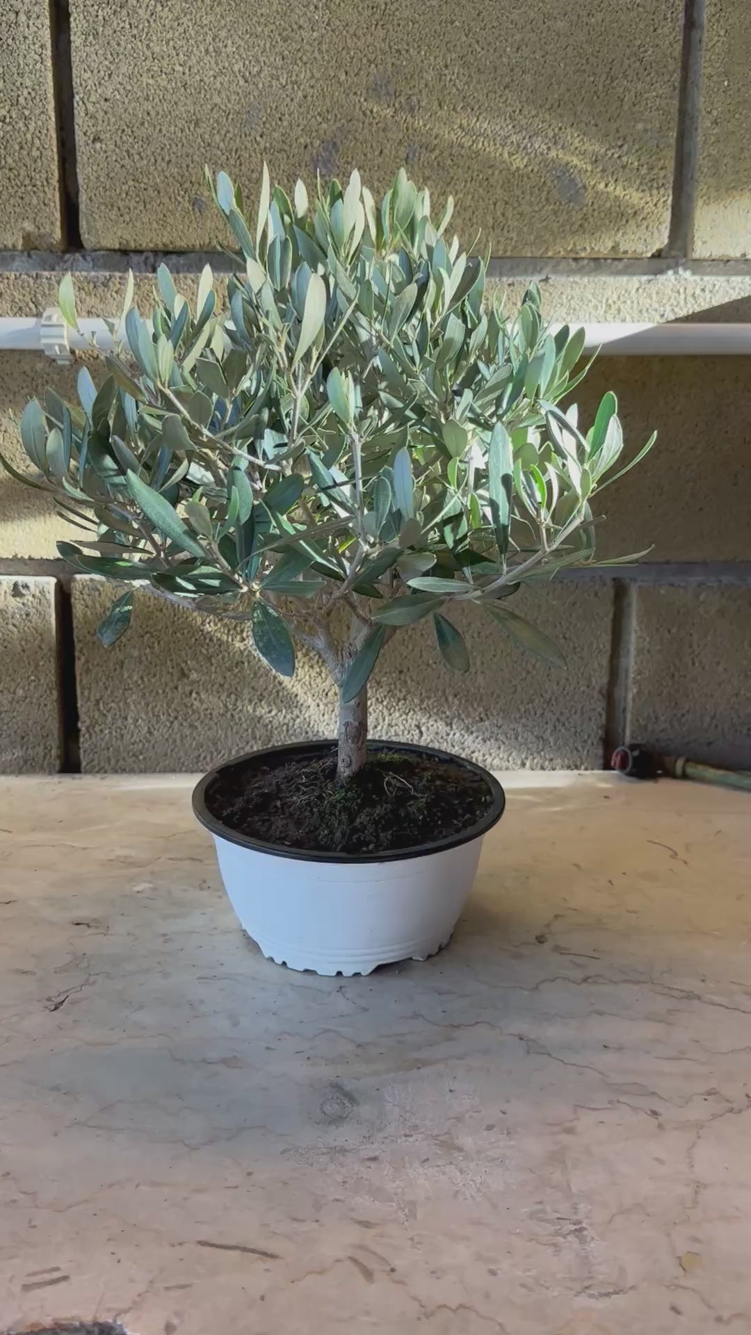 Ciotola simil-Bonsai di Ulivo - Olea europea cipressino CERTIFICATA