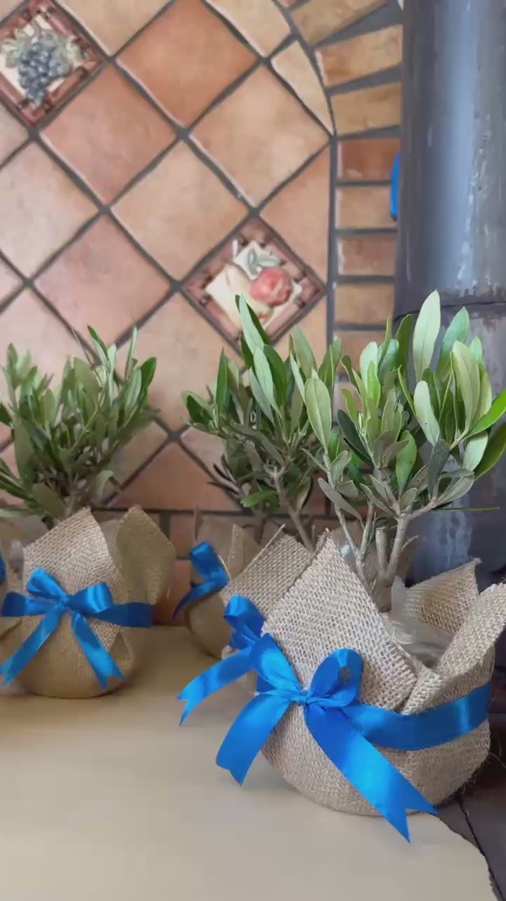 Piantina di Ulivo H20cm v10cm con juta e nastro per bomboniere CERTIFICATE